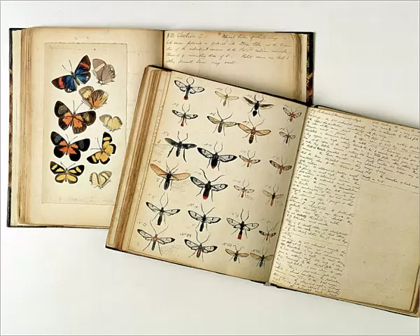 H. W. Bates illustrated notebooks