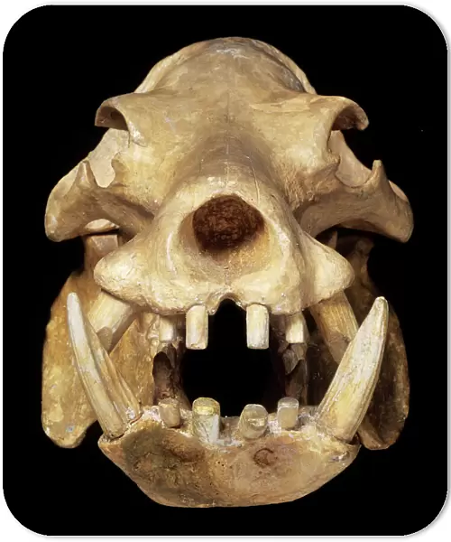 Skull of a pigmy hippo