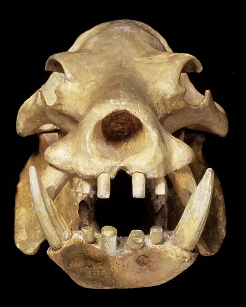 Skull of a pigmy hippo