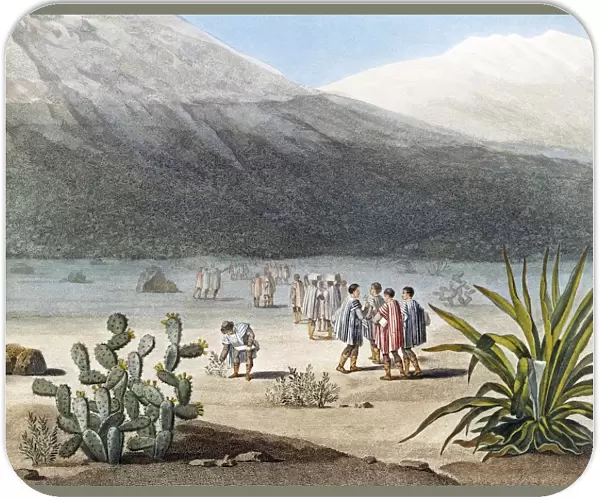 Humboldt and his party collecting plant