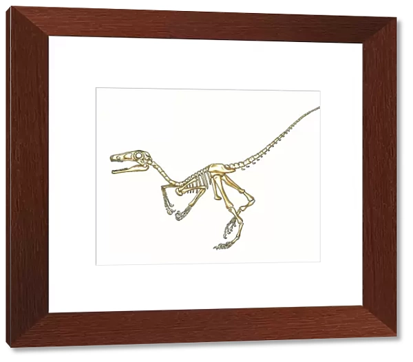 Microraptor skeleton