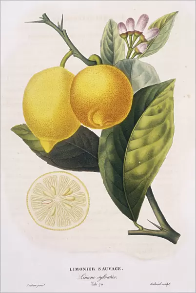 Limonier sauvage, Limone sylvatico