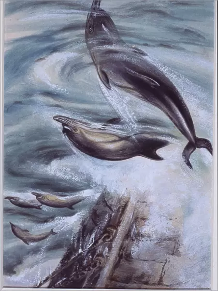 Delphinus delphis, short-beaked common dolphin