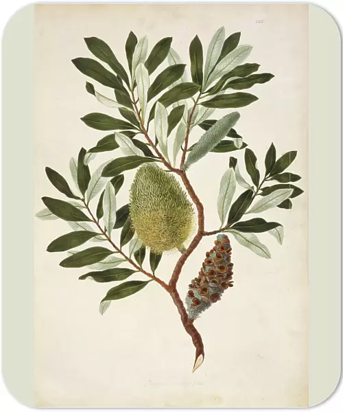 Banksia integrifolia, coastal banksia
