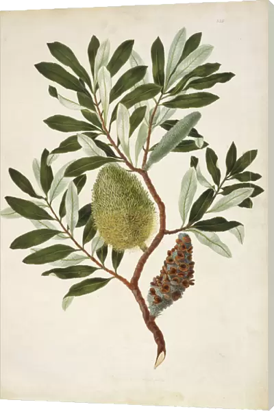 Banksia integrifolia, coastal banksia