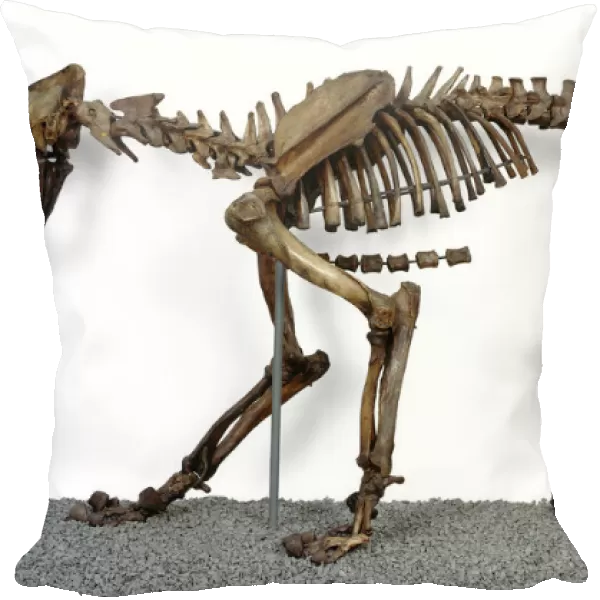 Smilodon fatalis, sabre-toothed cat