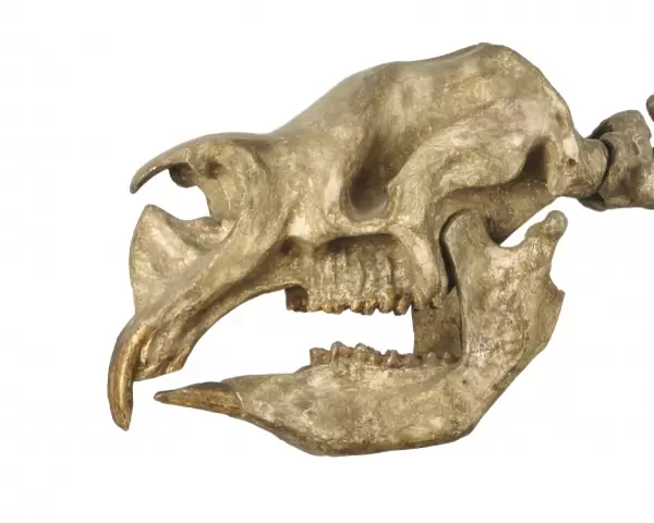 Diprotodon skull