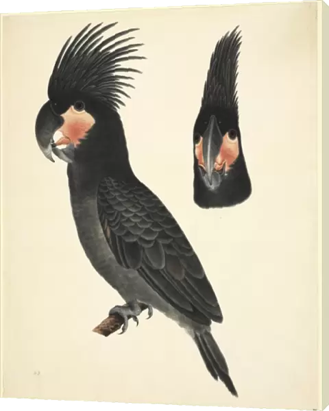 Probosciger aterrimus, palm cockatoo