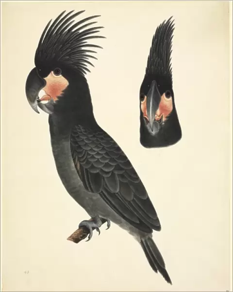 Probosciger aterrimus, palm cockatoo