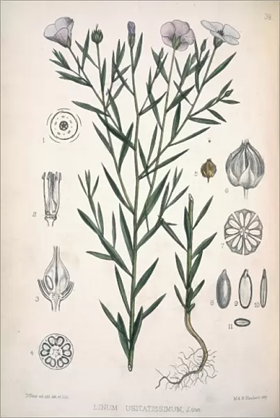 Linum usitatissimum, flax
