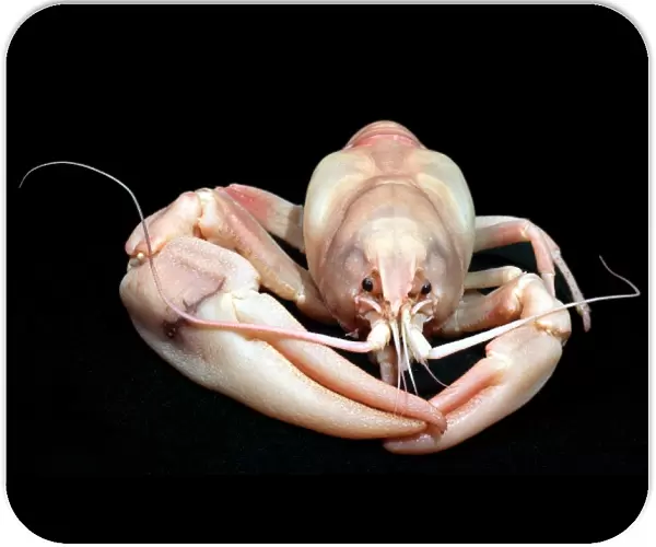 Pacifastacus leniusculus, signal crayfish