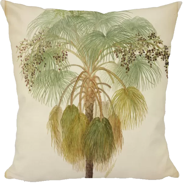 Livistona humilis, sand palm