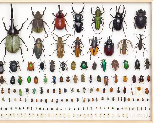 Entomology Specimens