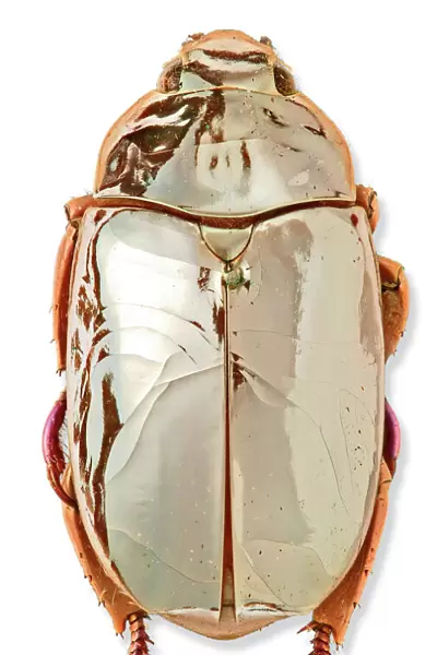 Chrysina limbata, silver chafer beetle