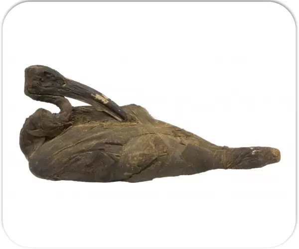 Mummified sacred ibis, partially unwrapped