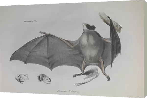 Bat. An illustration (Plate 1, Mammals) from the Zoology of the Beagle
