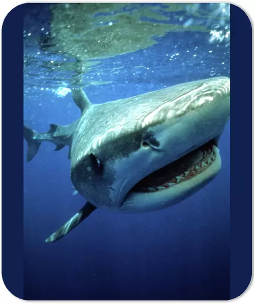 TIGER SHARK - mouth open