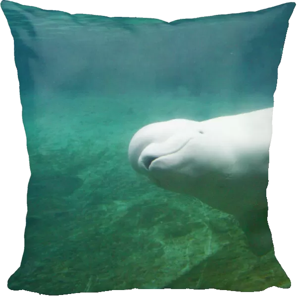 Beluga Whale _PTL9599