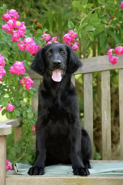 Dog - Flat-coated Retriever puppy sitting on garden bench - 6 months