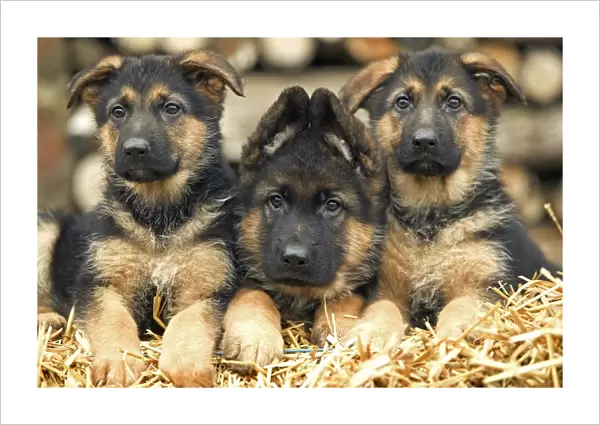 Dog - German Shepherd - three puppies