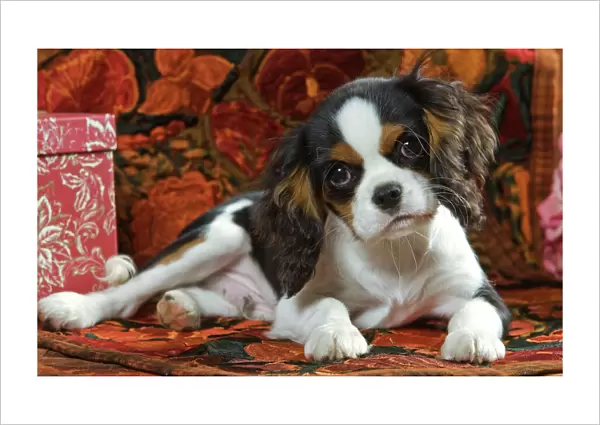 Cavalier King Charles Dog - puppy