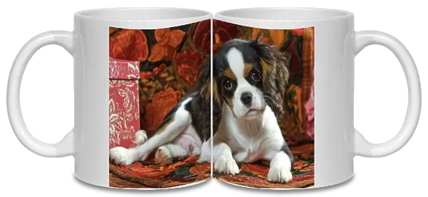 Cavalier King Charles Dog - puppy