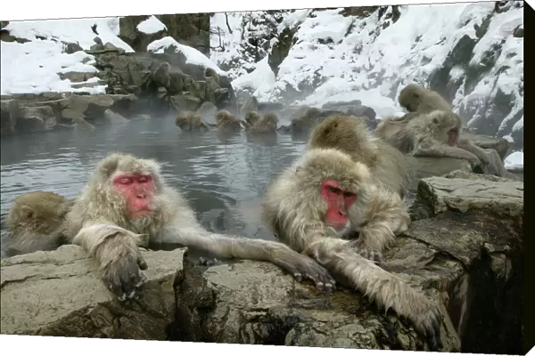 Japanese Macaque Monkeys  /  Snow Monkeys Relaxing and grooming each other amidst the steam of a hot spring Japan