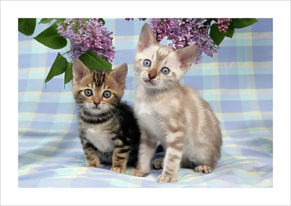CAT. Brown Marble & Snow Marble blue-eyed Bengal kittens -6 weeks old, under lilac