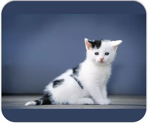 Cat - Black & White kitten