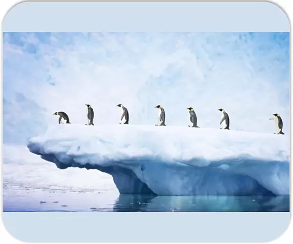 Emperor Penguin - on iceberg with glacier in background Neko Harbour Antarctic Penninsular BI007348 Digital Manipulation: removed Gull, extended picture to the left & added Penguins to iceberg
