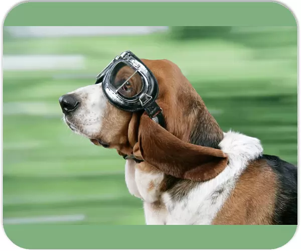 DOG. Basset hound wearing goggles