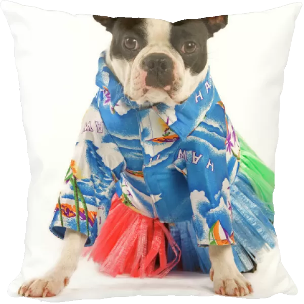 Dog - Boston Terrier wearing Hawaii shirt and skirt