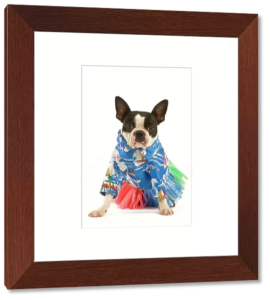 Dog - Boston Terrier wearing Hawaii shirt and skirt