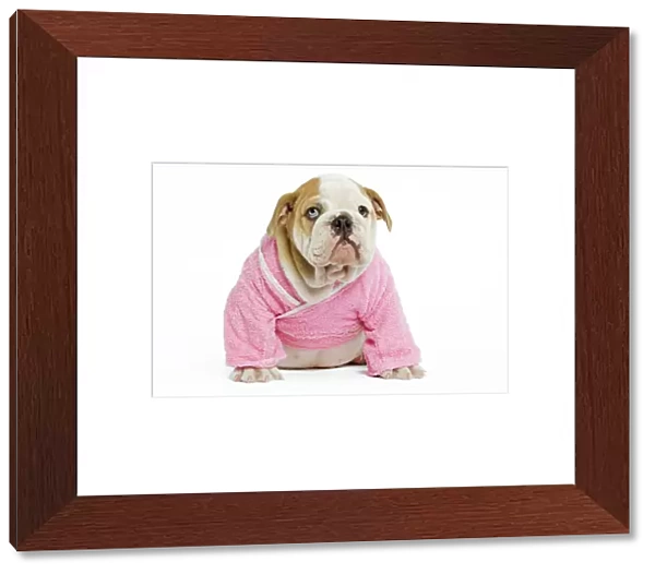 Dog - English Bulldog - puppy dressed up in pink dressing gown in studio