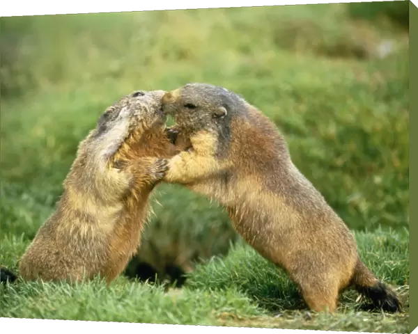 European Marmot