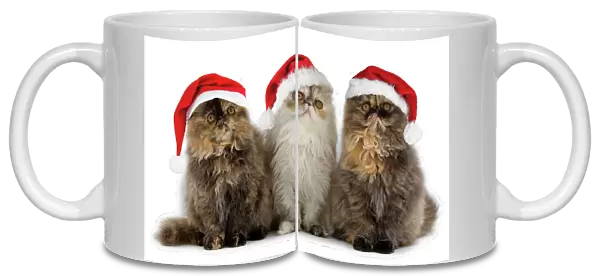 Persian Cats - three sitting in line Digital manipulation - added hats