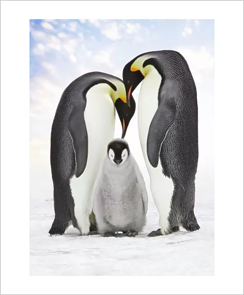 Emperor Penguin - two adults with chick. Snow hill island - Antarctica Cleaned background, added sky