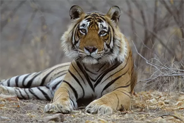 Tiger - Male resting Ranthambhore NP, Rajasthan, India