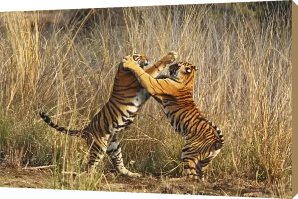 Bengal  /  Indian Tigers - two young play fighting Ranthambhor National Park, India