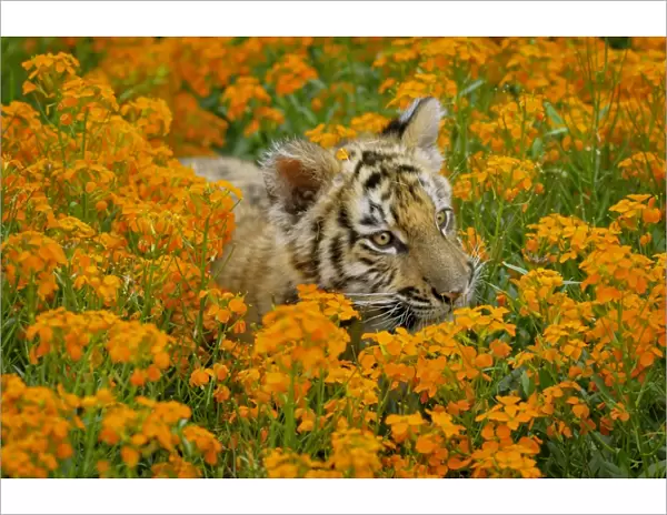 Bengal tiger - cub, Endangered Species C3B1659