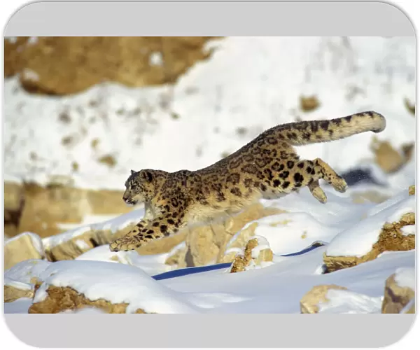 Snow Leopard - Running through snow with rocks behind. 4MR335