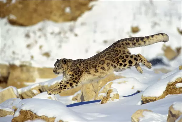 Snow Leopard - Running through snow with rocks behind. 4MR335