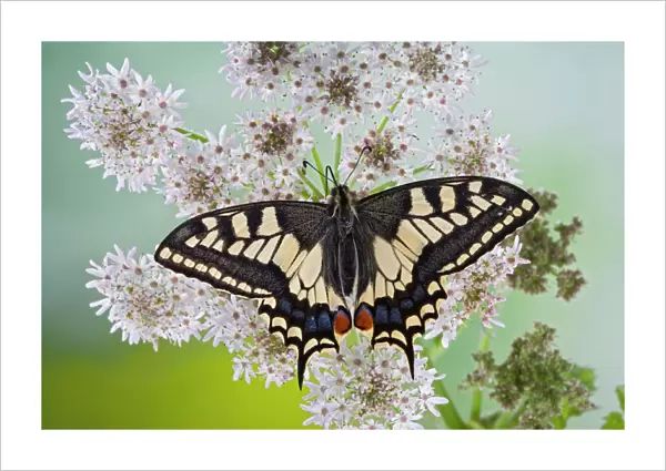 Swallowtail - on flower wings open 005763