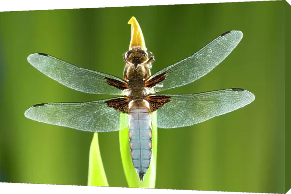 Broad Bodied Chaser Dragonfly - warming on Yellow Iris Norfolk UK