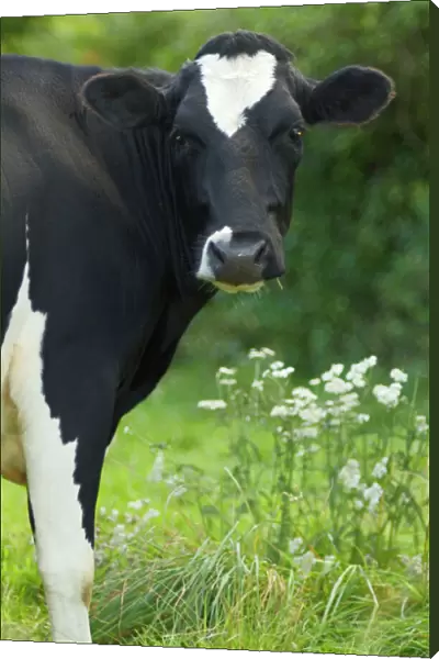 Cow - Frisian heifer portrait
