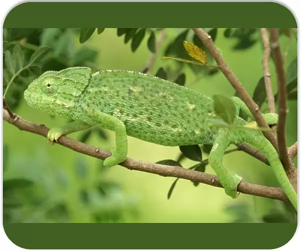 Chameleon - Spain - female
