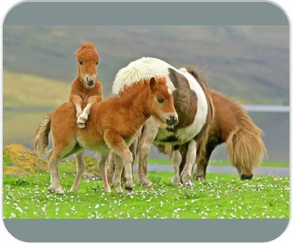 Skewbald Shetland Pony funny foals on pasture Central Mainland, Shetland Isles, Scotland, UK