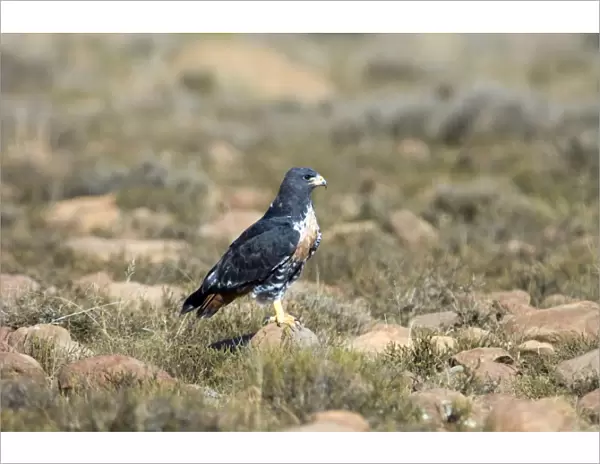 Jackal Buzzard using stone as viewpoint for hunting prey. Inhabits mountain ranges and adjacent grassland areas. Endemic to southern Africa. Mountain Zebra National Park, Eastern Cape, South Africa