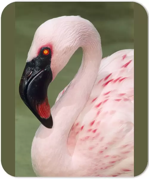 Lesser African Flamingo Africa