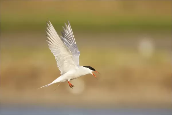 Common Tern - Calling whilst coming in to land Sterna hirundo Texel, Netherlands BI014108